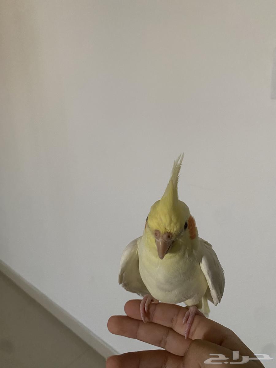 للبيع كروان64216597545091114