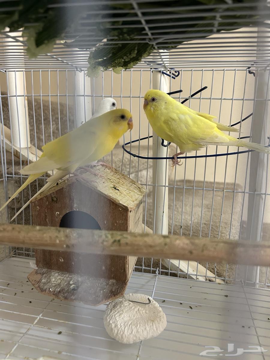 طيور حب بادجي   طيور زيبرا فينش للبيع64218203281666111