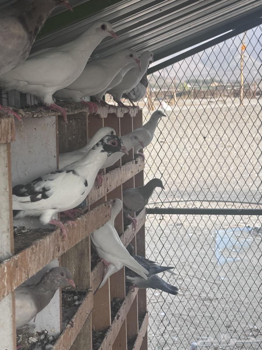 French rabbits, 3 months old64213611451523112