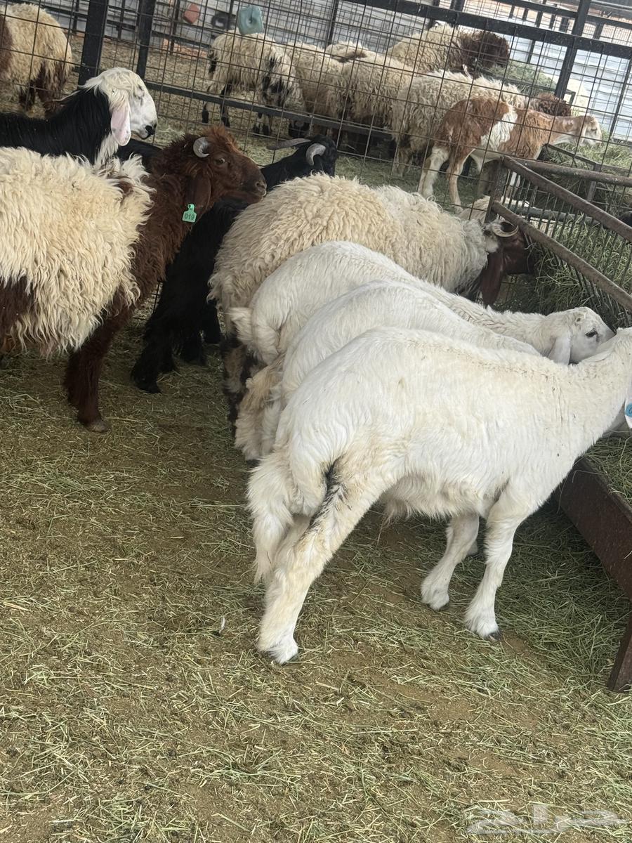 Choose your slaughter animal from (goats, local Najdi sheep, Harri, Najdi)64215859706882113