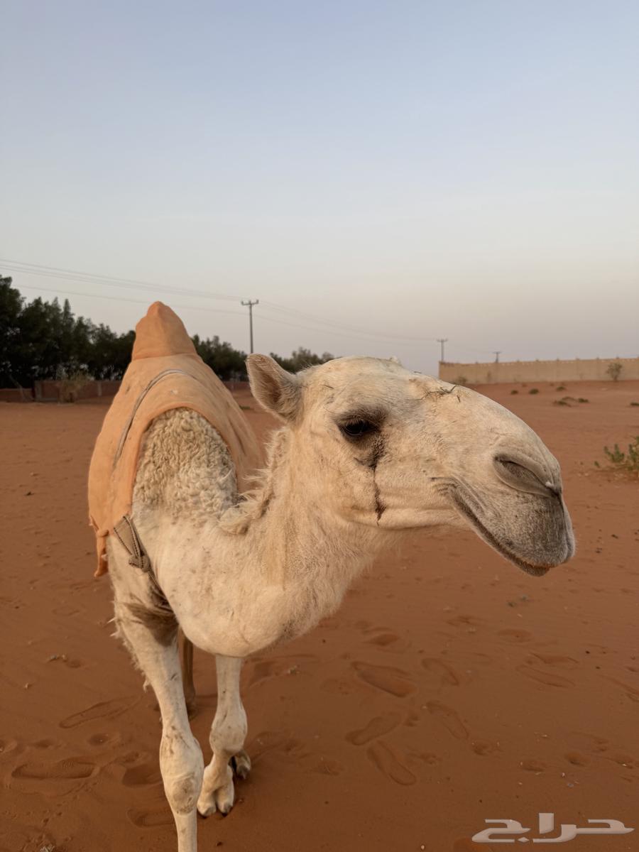 بكره وضحى طيبه للبيع64214478083202110