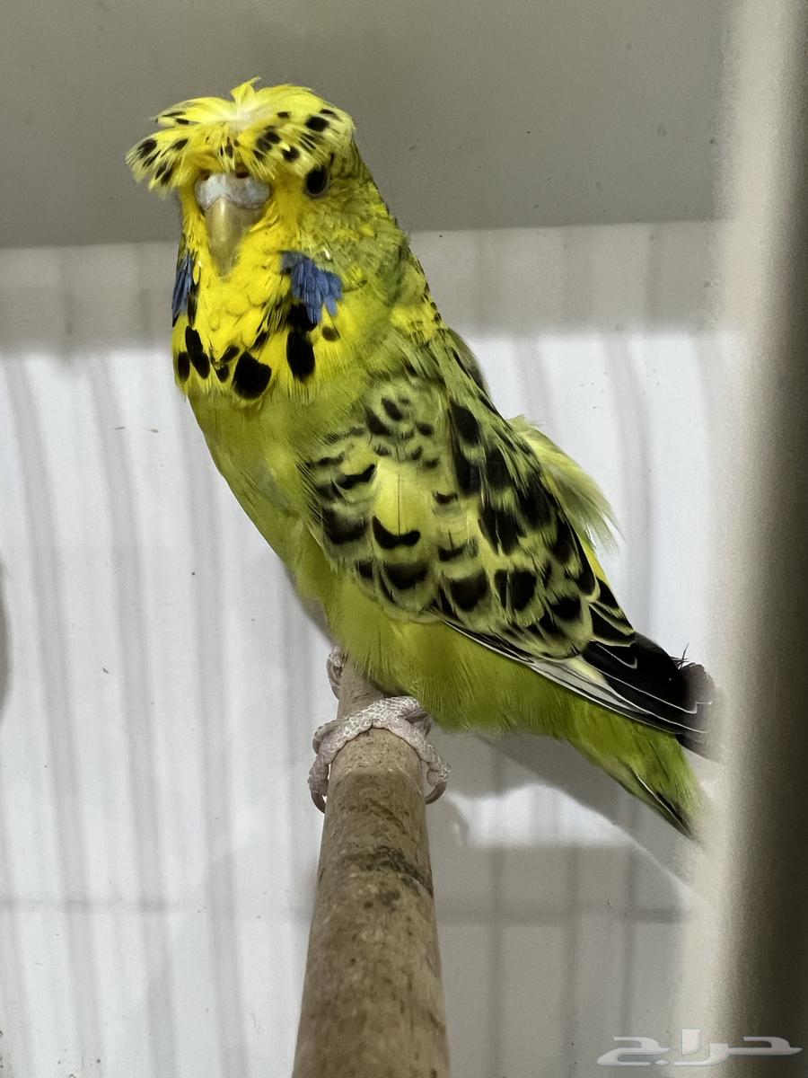 English Crest and Split Crest64221276131201112