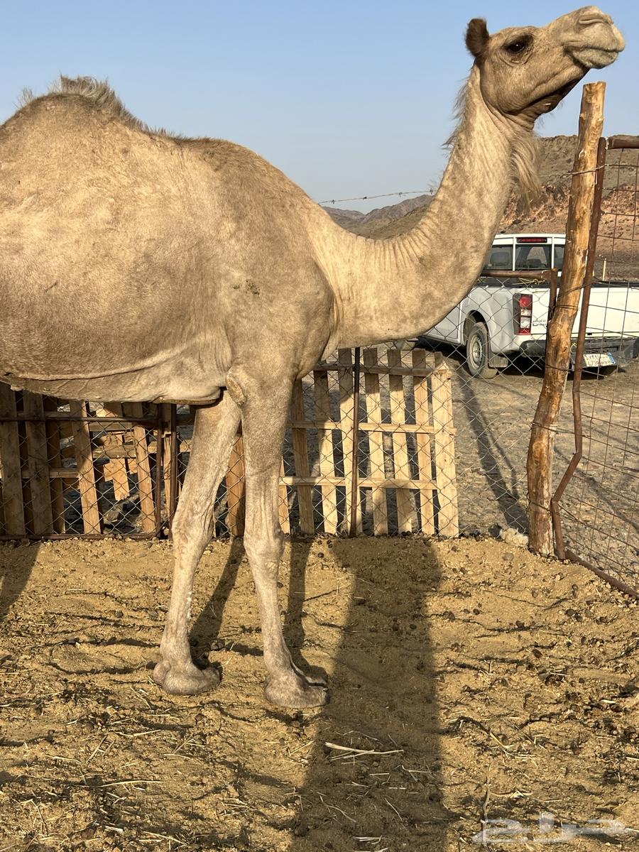 A fine she-camel for 6200, no bargaining64210450466307111