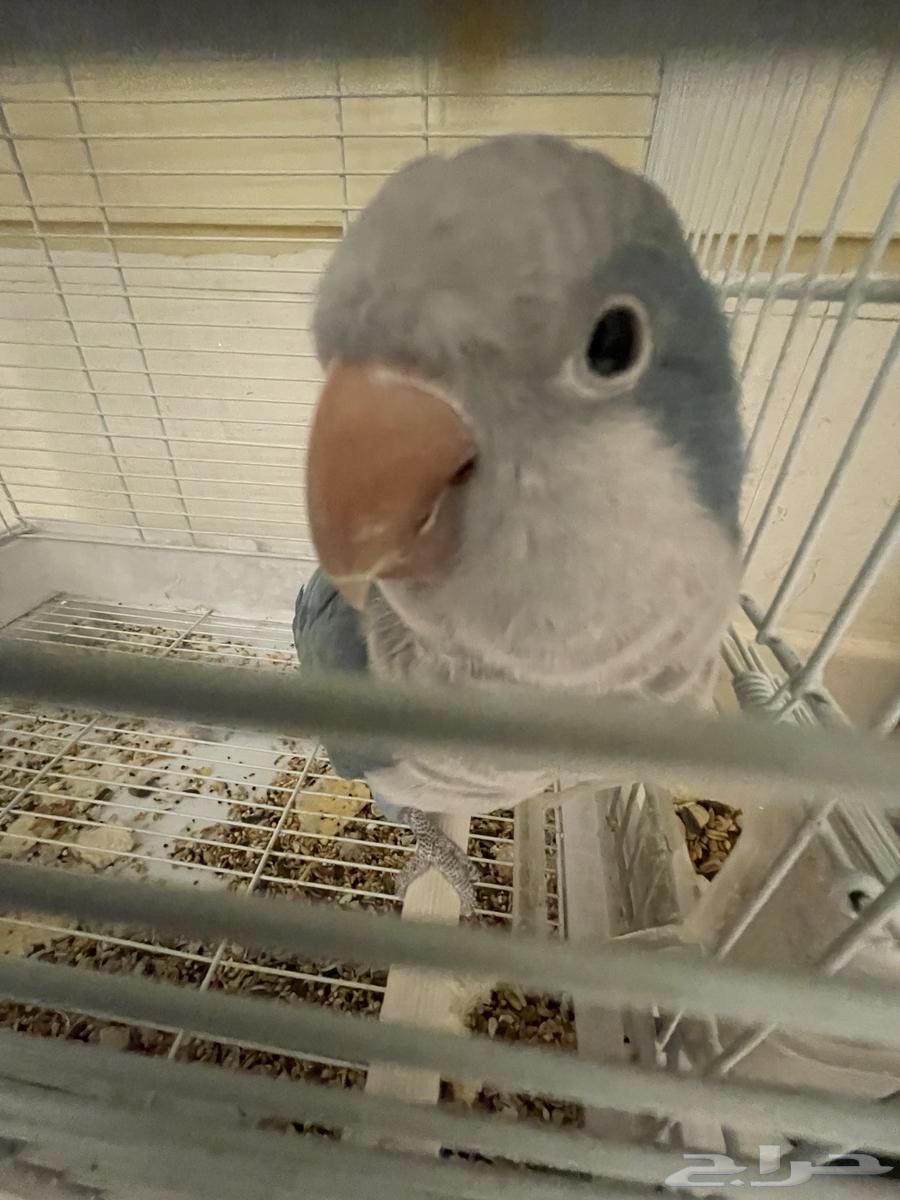 بببغاء الكويكر64227535676675111