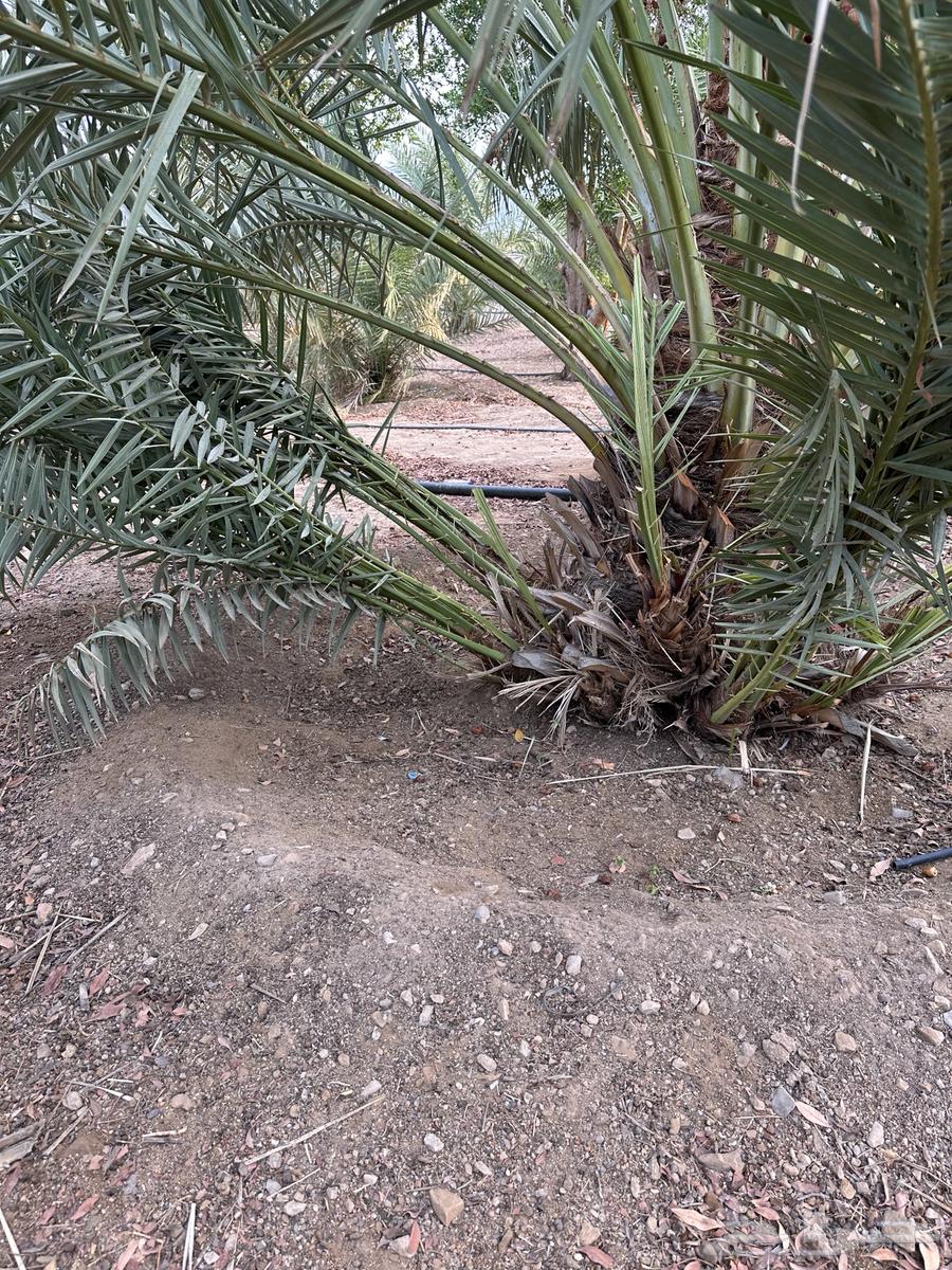 صنيه روثانه للبيع64222543780739113