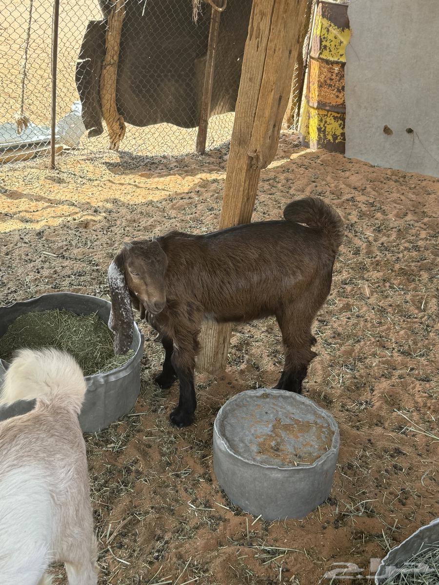 Tios Monadi64211707173634111