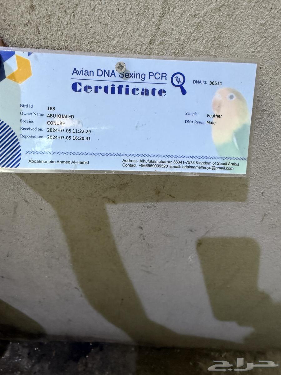 ذكر صن كنيور ( منتج )64215640710402114