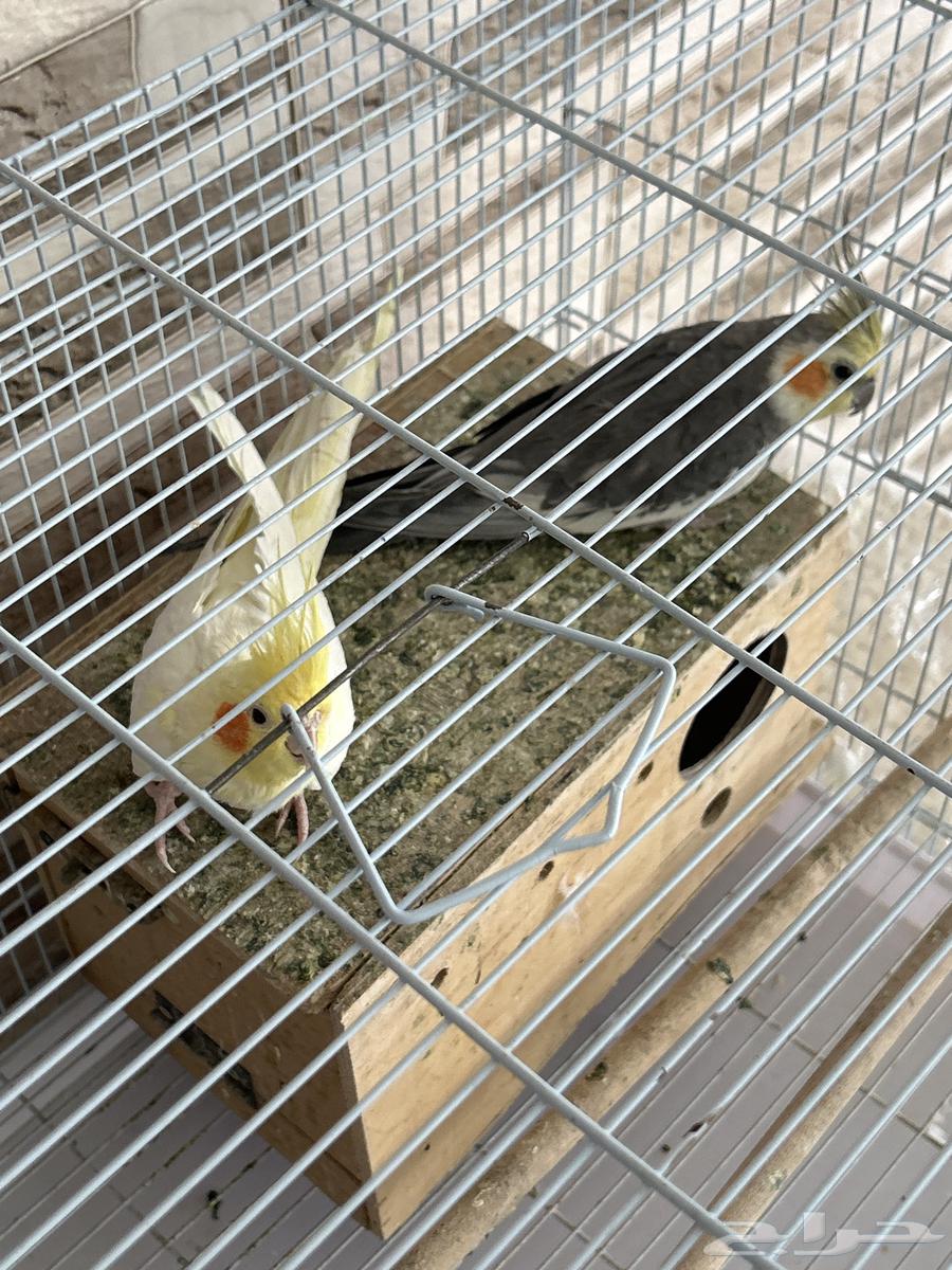 جوز كروان مع القفص السعر 400ريال64217290768898110