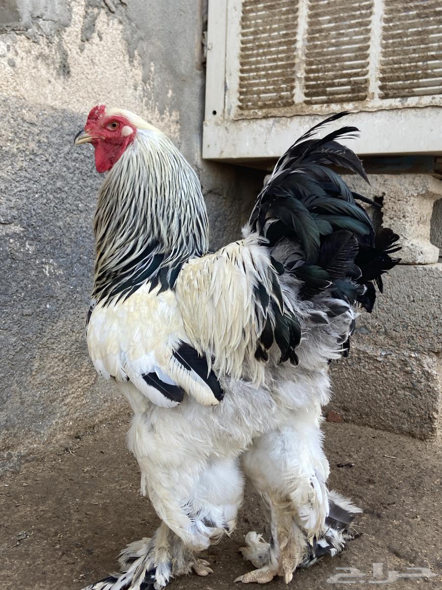 دجاج براهما كونك خوارج64224992050947112