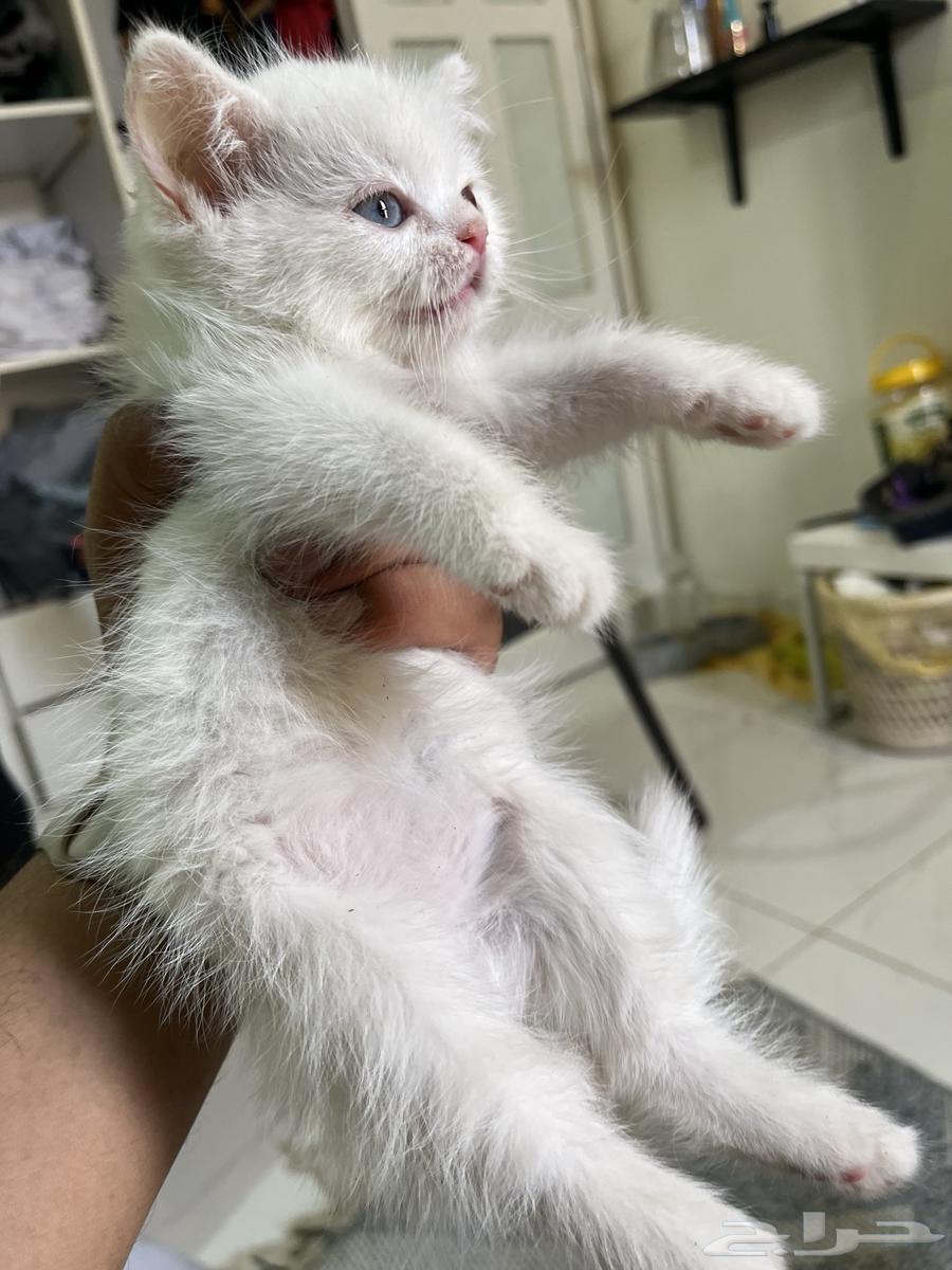 شيرازي تهبل العمر شهرين ب 20064217543542657114