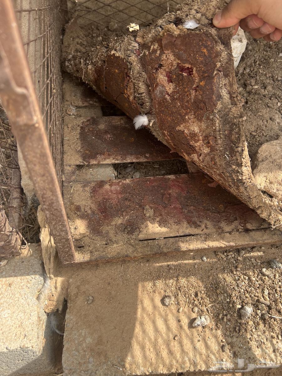 شبوك للبيع العدد 2 موقع الوادي64226186838529113