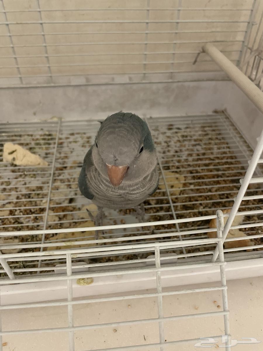 بببغاء الكويكر64227535676675113