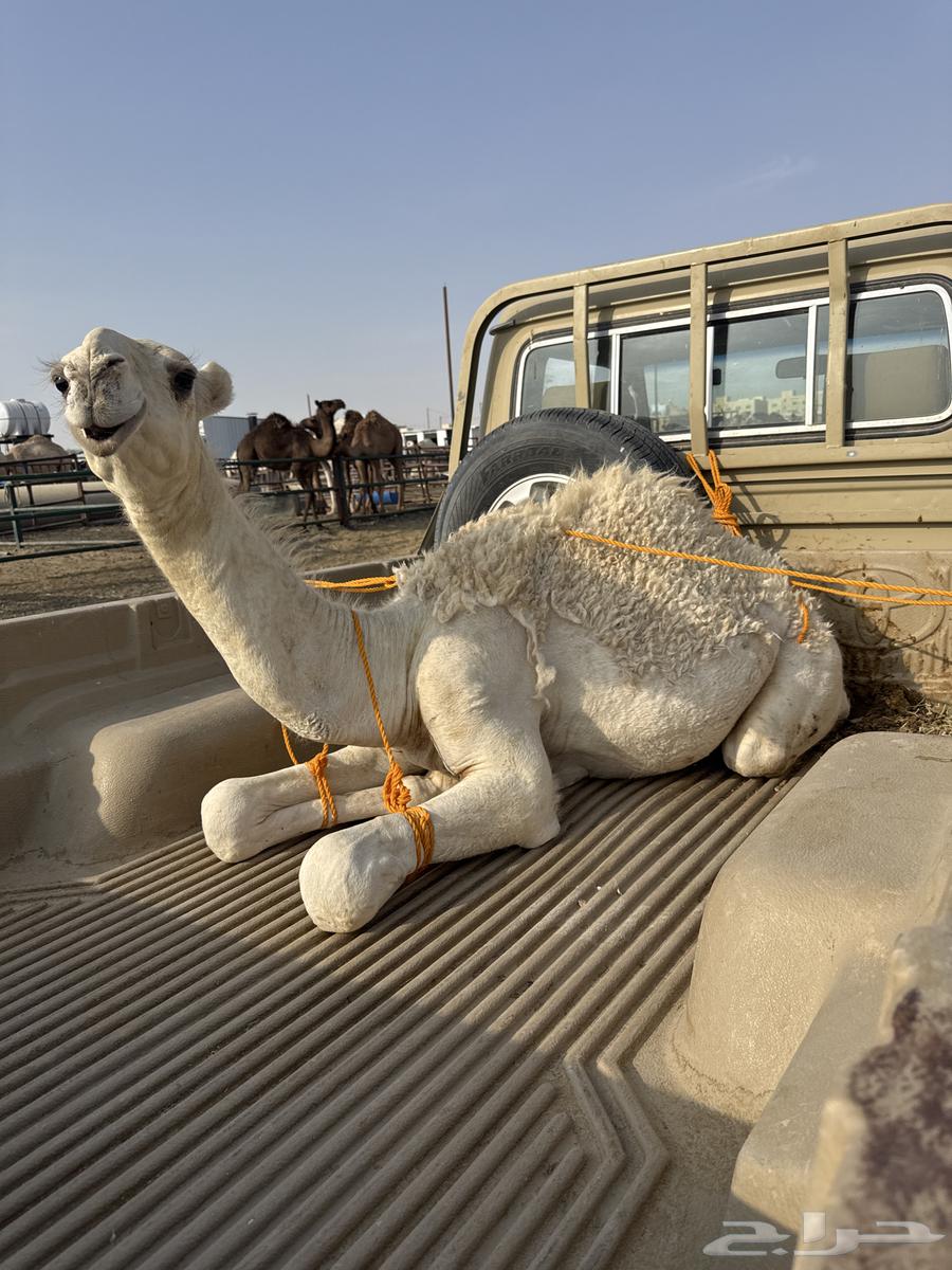 حاشي لباني عمره 5 شهور64210214097283110