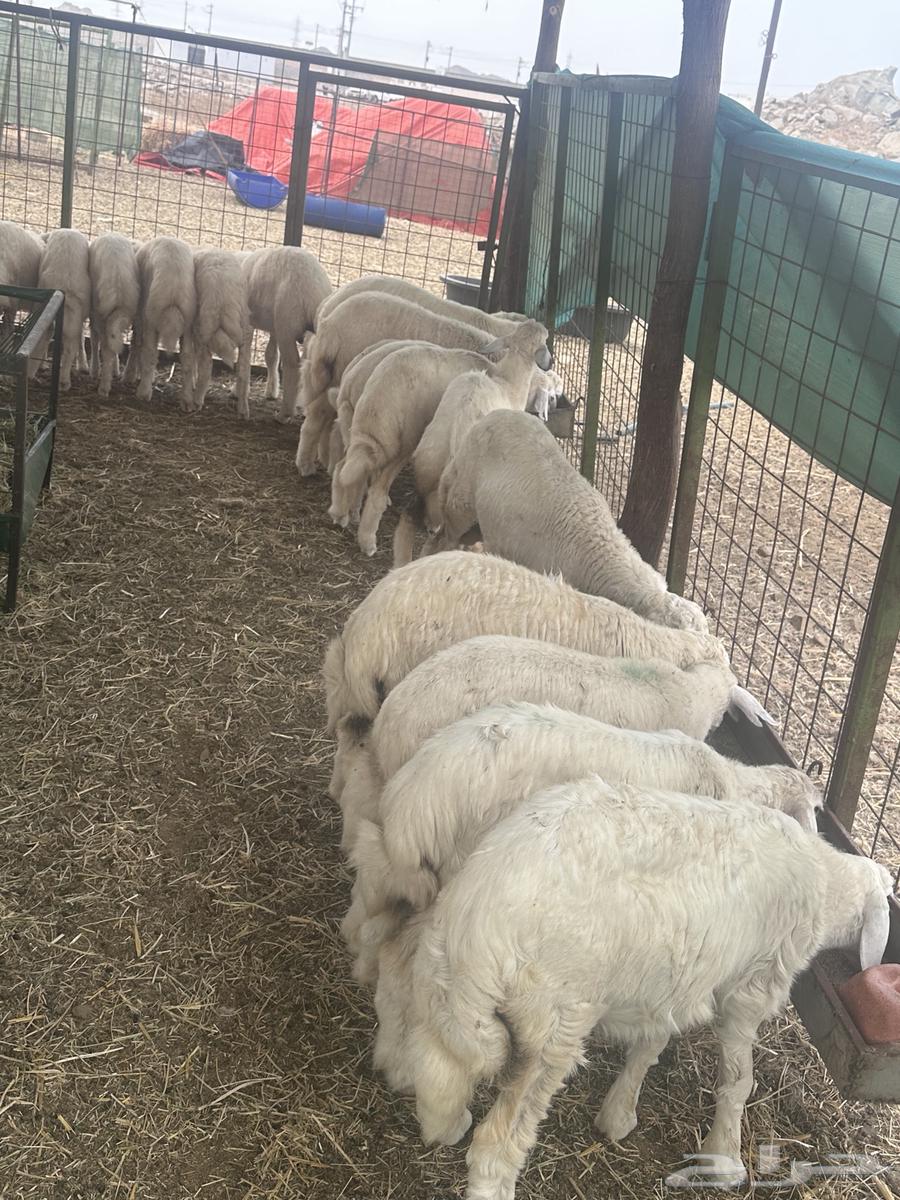 بهم تربية وطليان وتيوس حرية64222319647747110