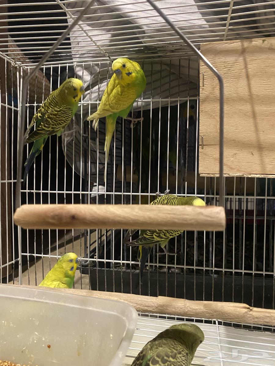 طيور بادجي للبيع64218617899393113