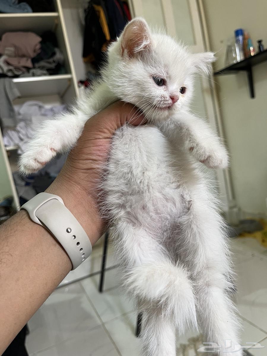 شيرازي تهبل العمر شهرين ب 20064217543542657110