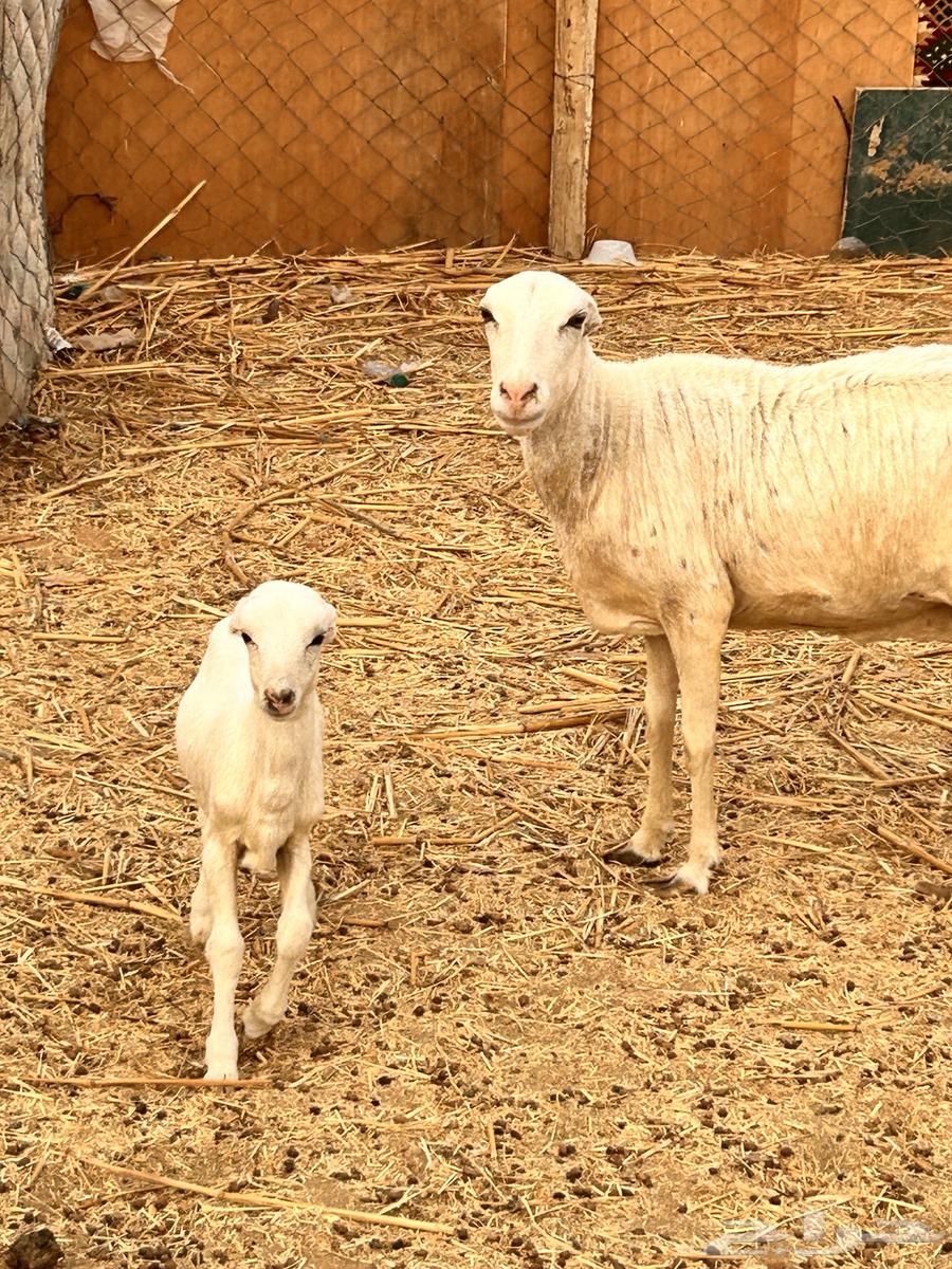 رفيديه متبع بخروف الإعلان الأول64229310232833110