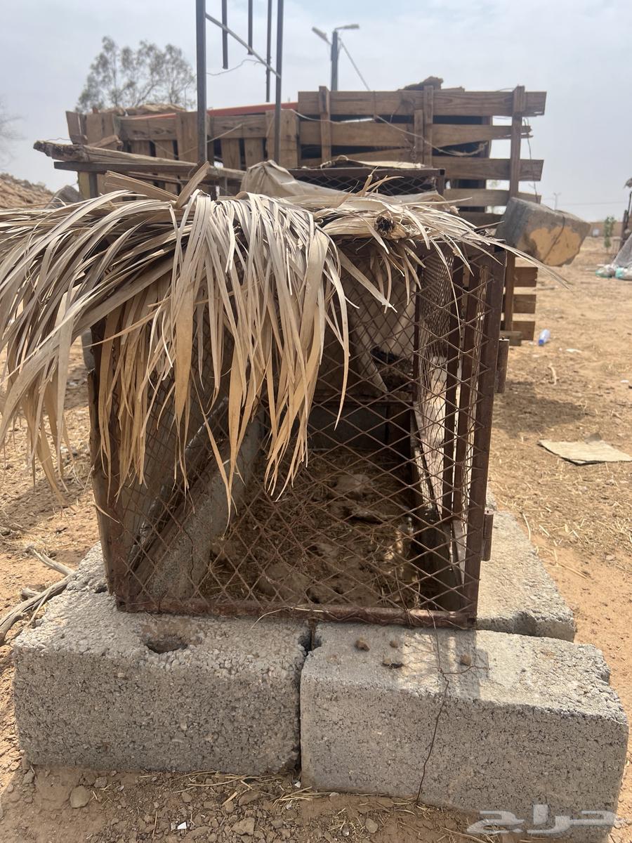 شبوك للبيع العدد 2 موقع الوادي64226186838529111