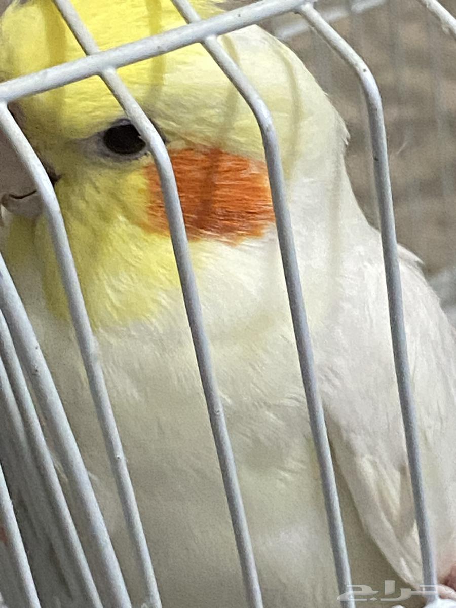 كروان لاتينو64218217697283110