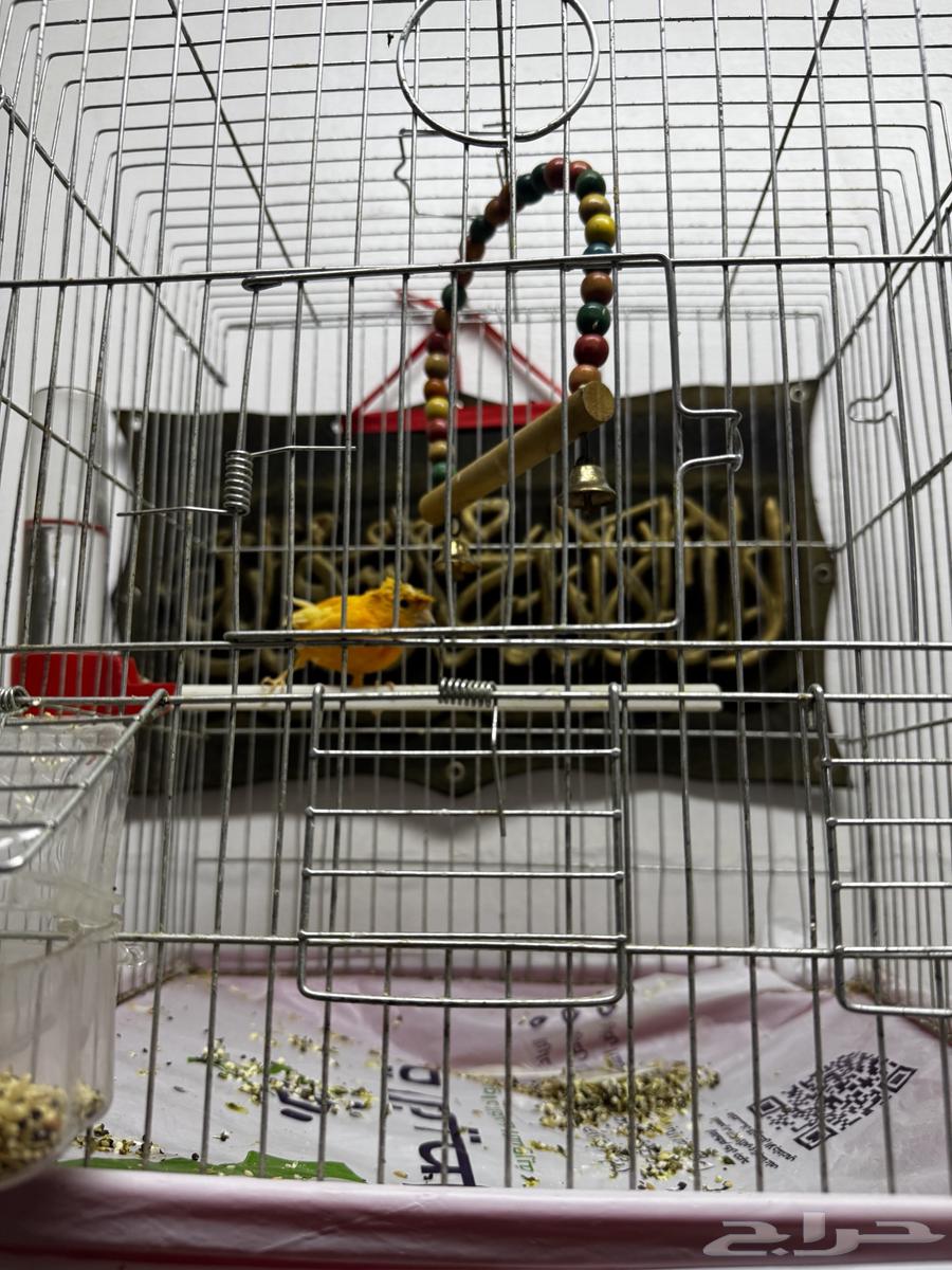 كناري للبيع64225774305155113