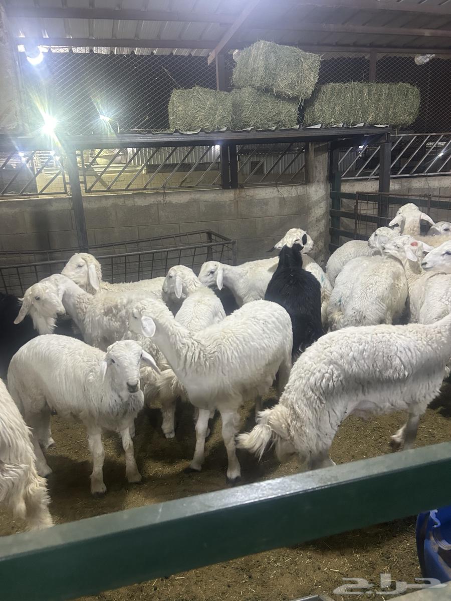 طليان للبيع في سوق الجربوع حصيره رقم 2764226569597571114