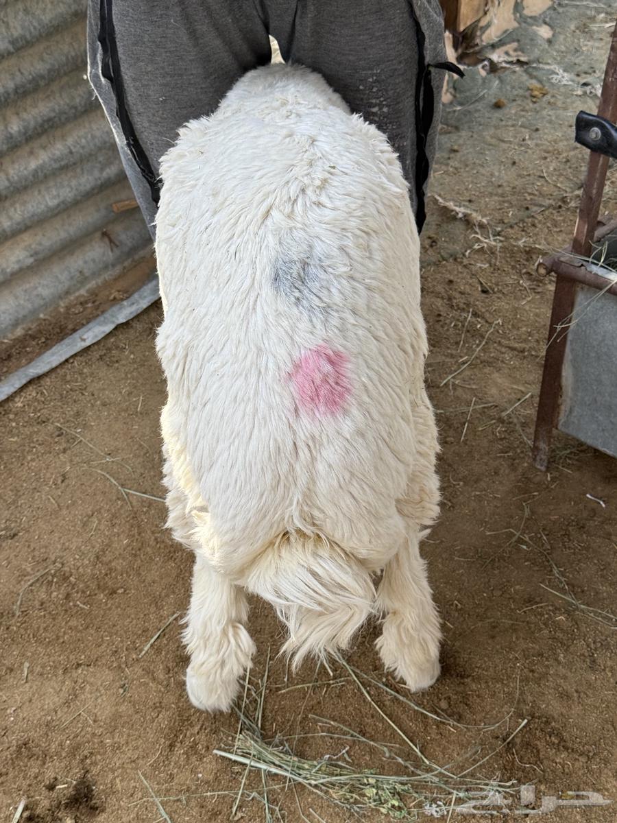 غنم حري للبيع جزله ومغلقه64221081732482111