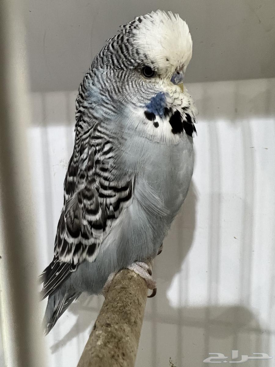 English Crest and Split Crest64221276131201113