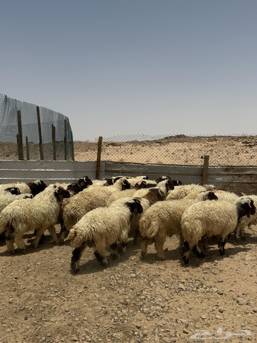 ذبايح نعيمي وجميع الأنواع فاخر جدا64218790536578111