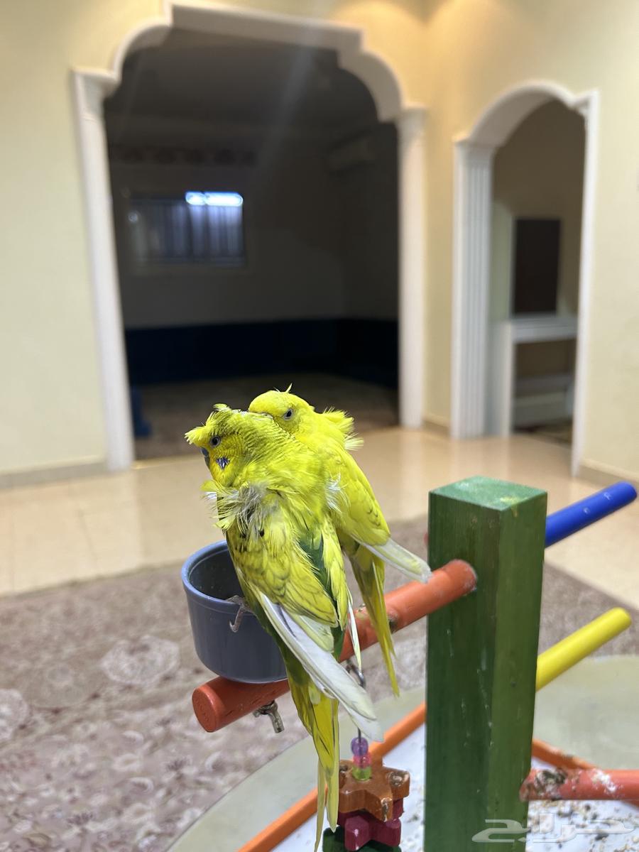 للبيع زوج بادجي مميز وأليف جد ((تمم البيع ))64230316516867112