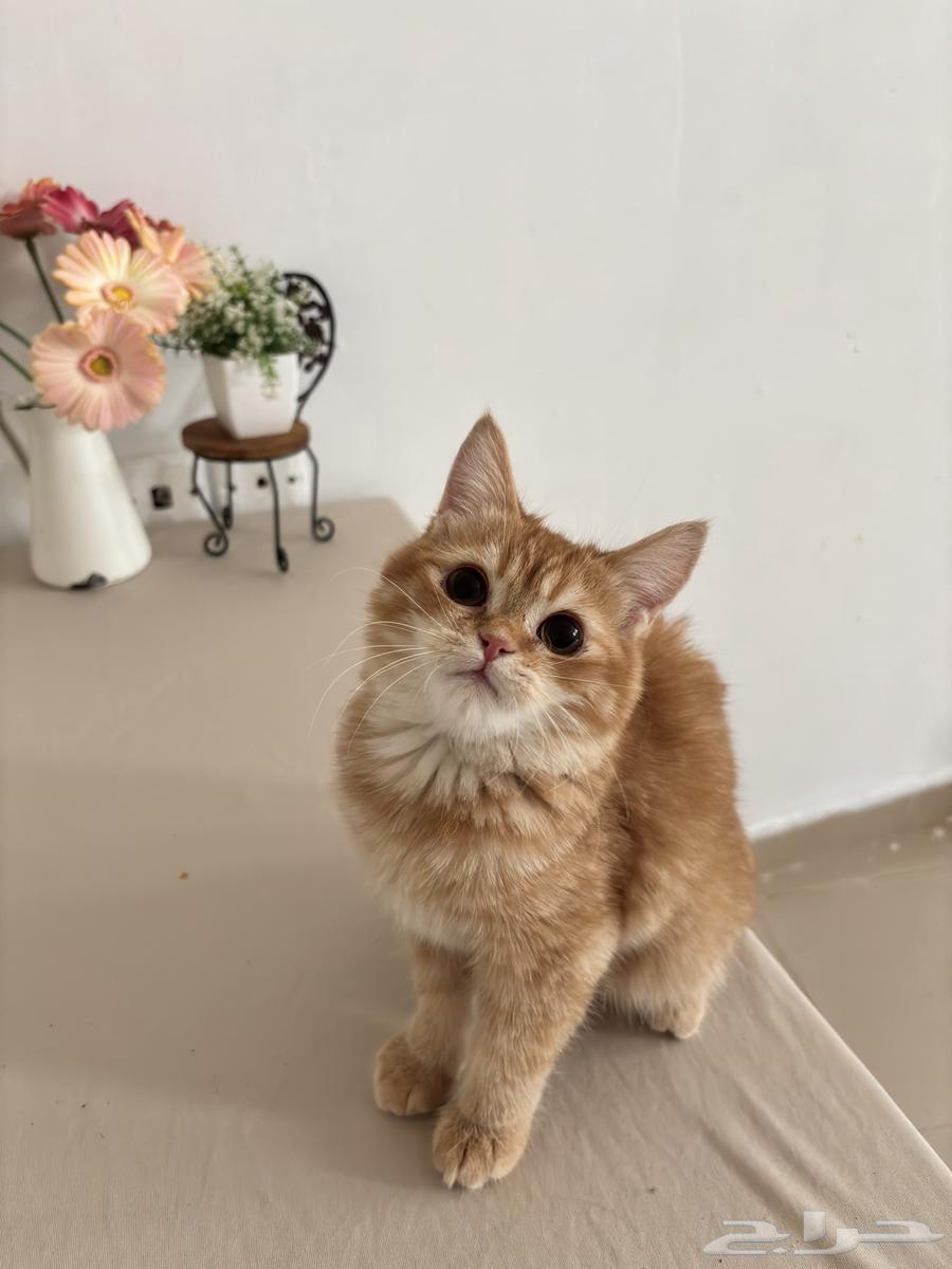 Kitten Scottish64212130228994113