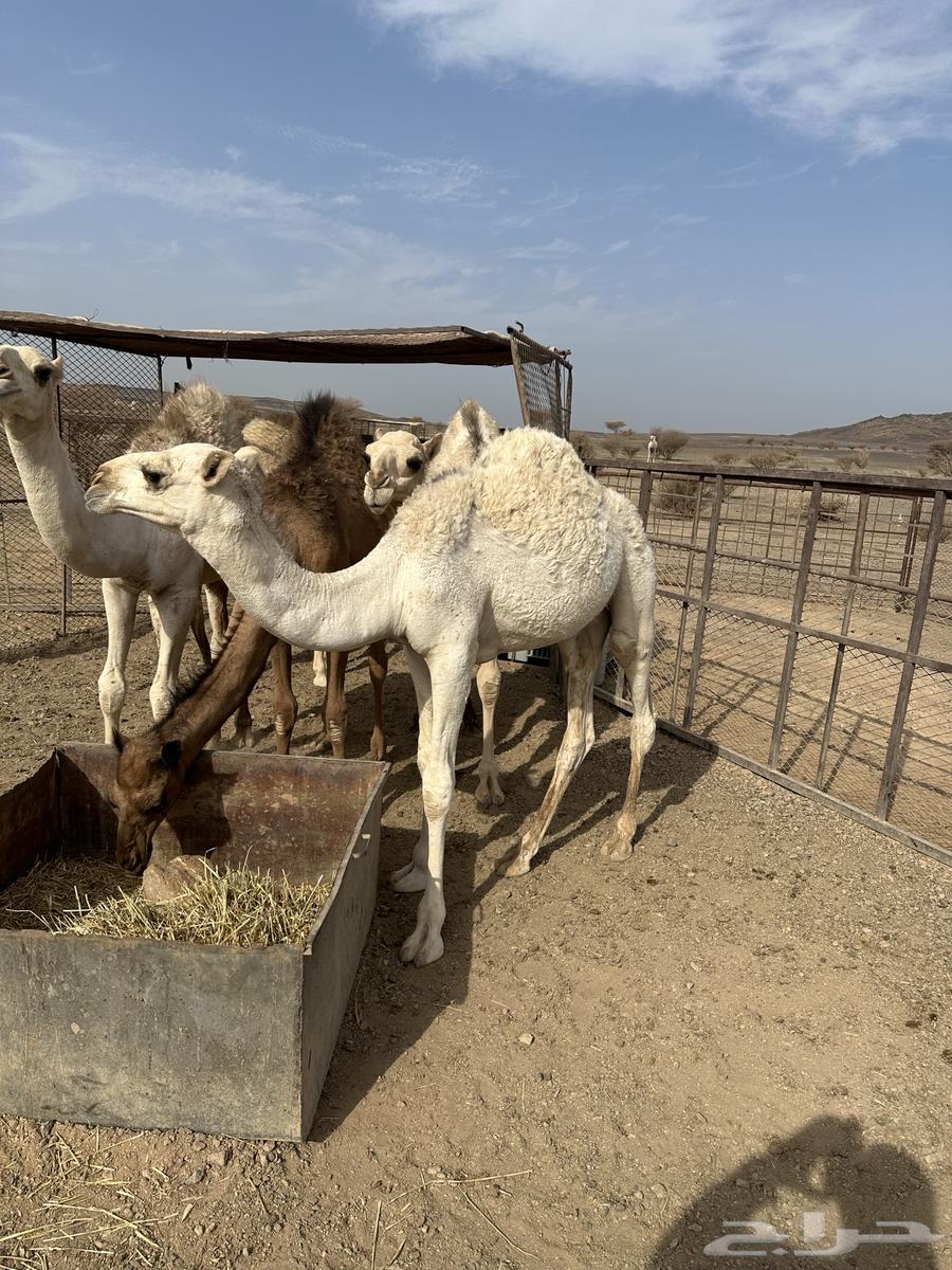 للبيع قعدان طيبه64211492647169110