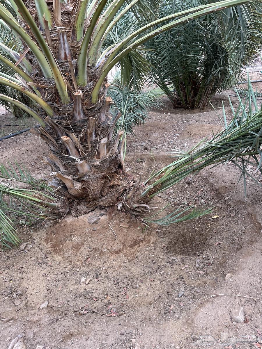 صنيه روثانه للبيع64222543780739112