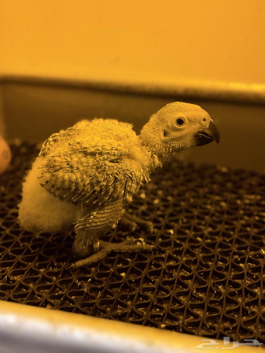 فرخ كاسكو سوبر جامبو ( تم البيع )64228759858178112