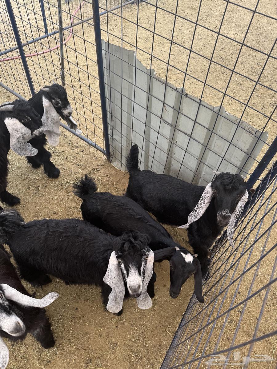 ثلاث تيوس مخصاه للبيع64231332623363110