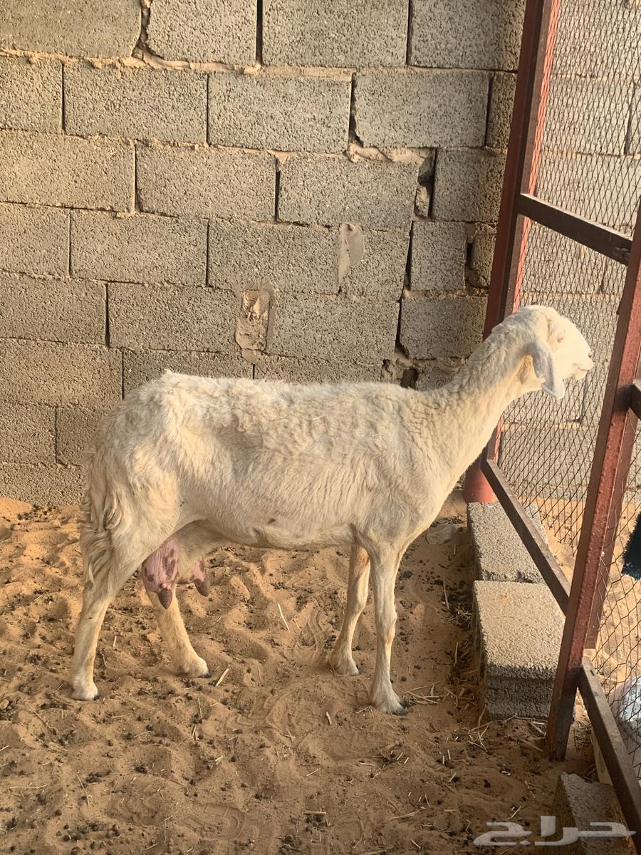 للبيع شاه حري تامة شبب64224108637827110