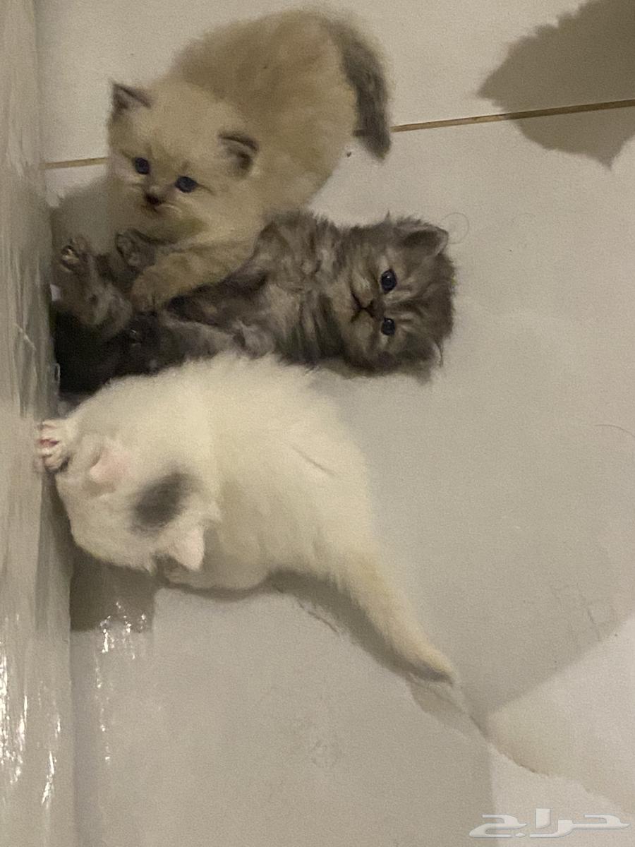 قطط صغيره للبيع64222320148483112