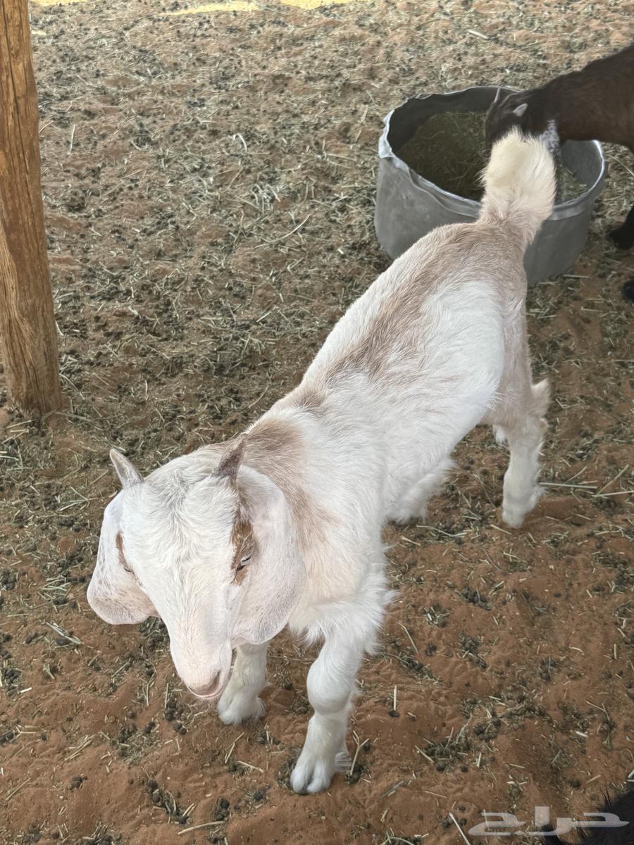 Tios Monadi64211707173634112