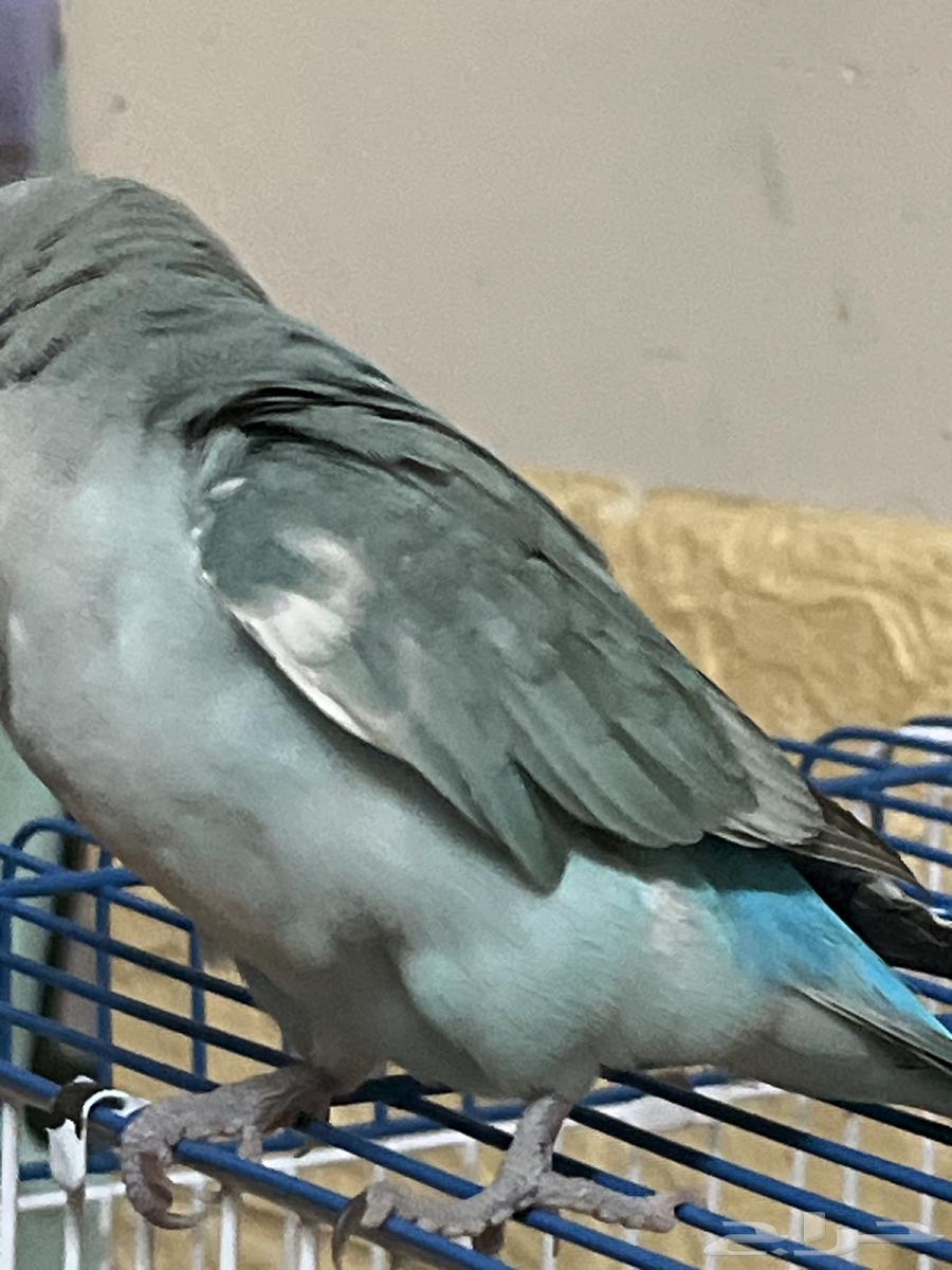 بغبغاء روز64242090563843112