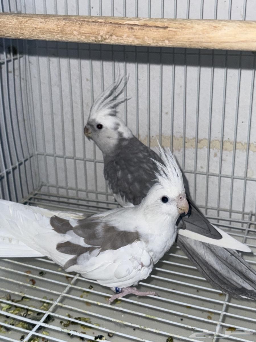 زوج كروان هافي بايد منتج64214726556161111