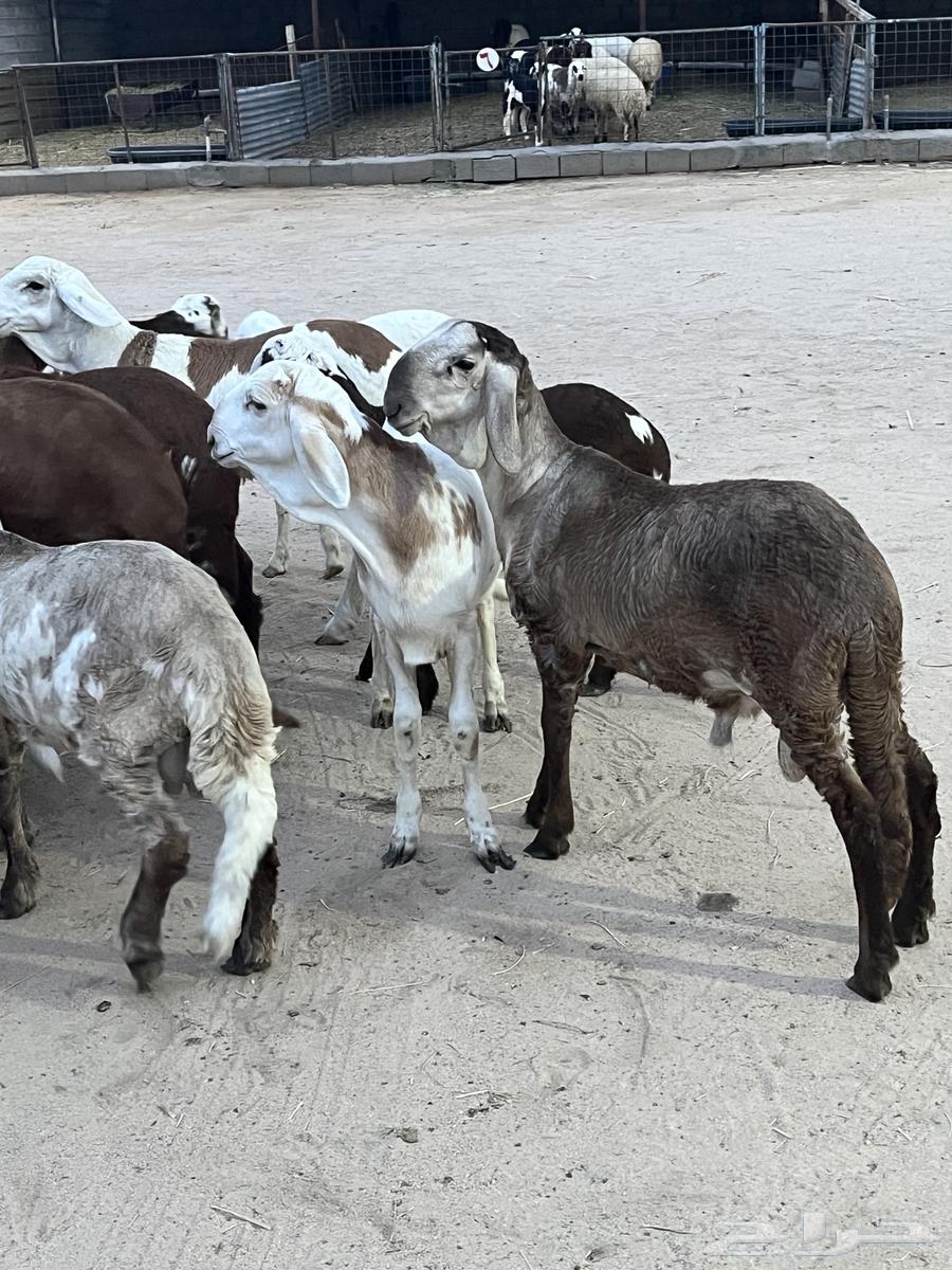 البيع سواكن تيلاد64225774237826111