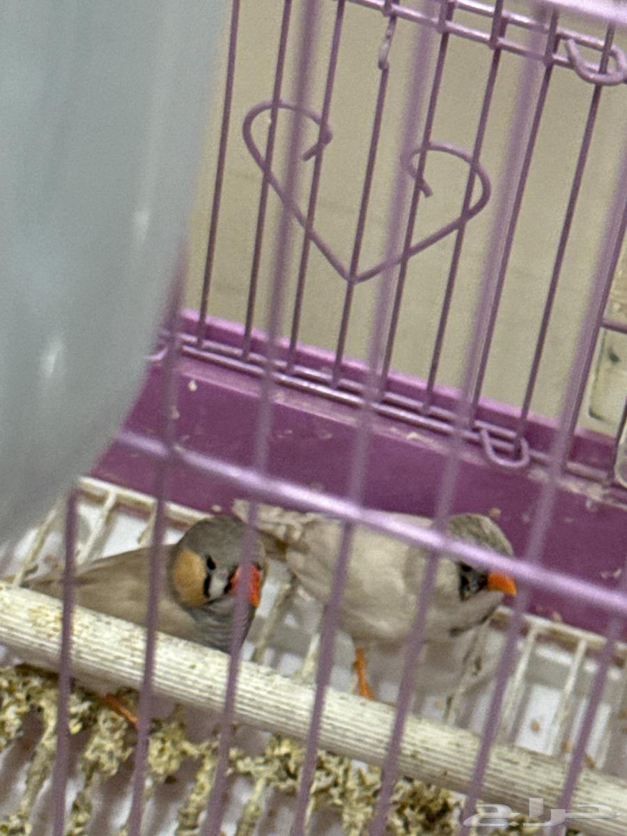 عصافير الحب وعصافير زبيرا للبيع64230646632194111