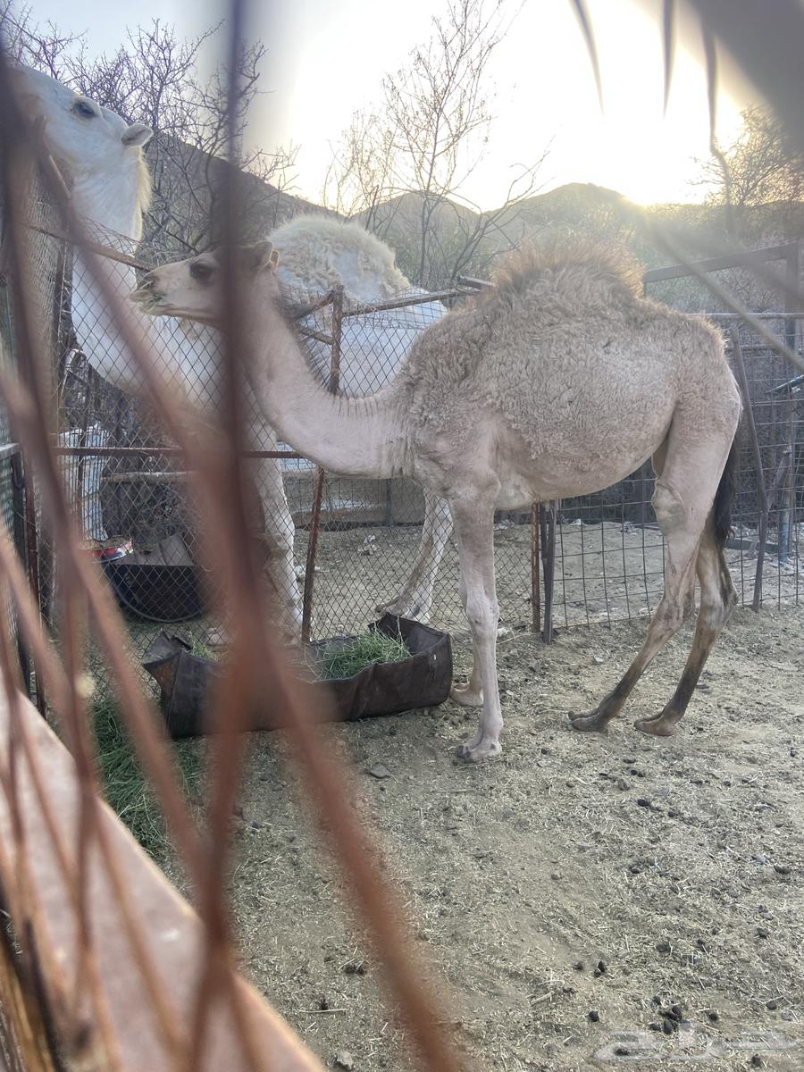 بكره لبيع طيبه64211731921025110