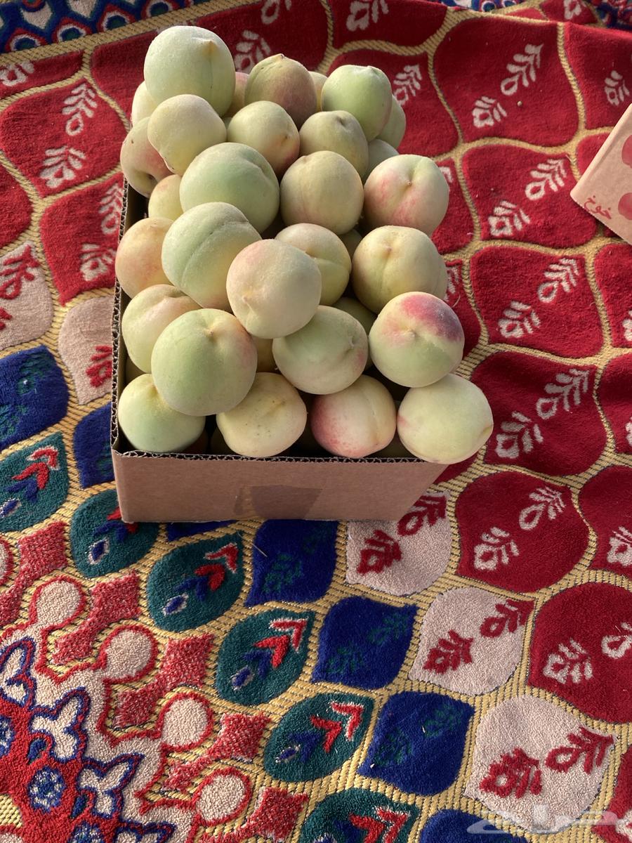 خوخ الطايف64212559052931111