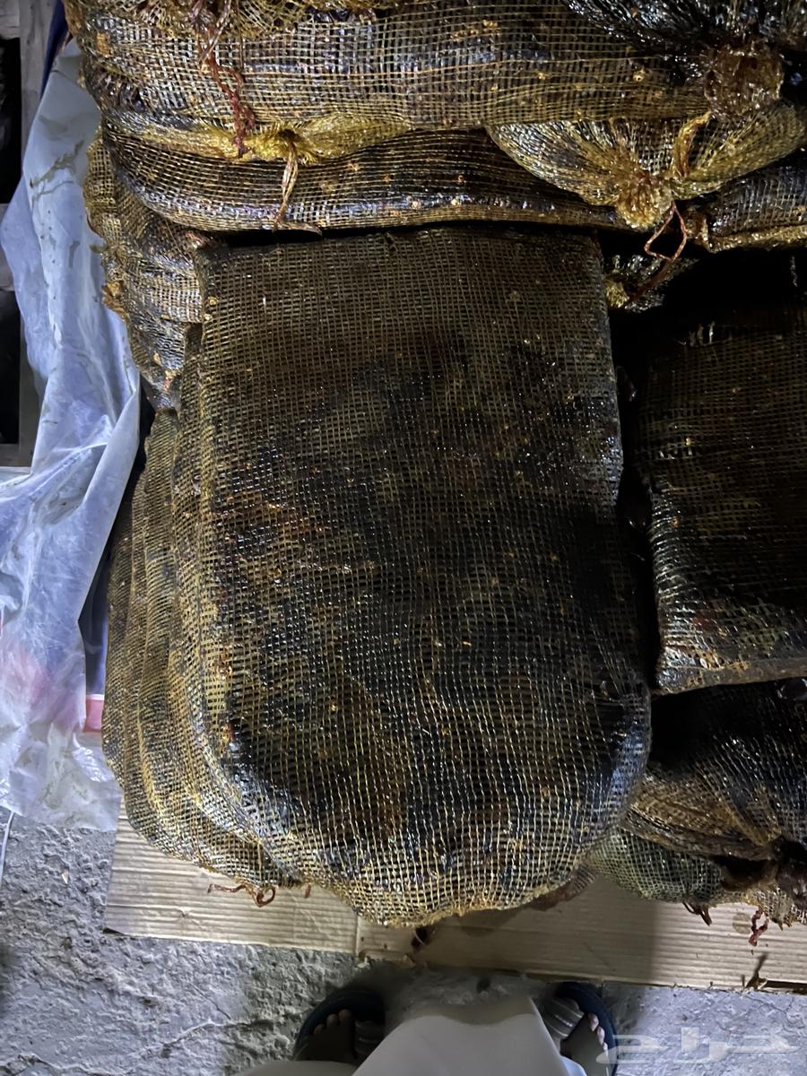 Dried Dates for Fodder64225193937537111