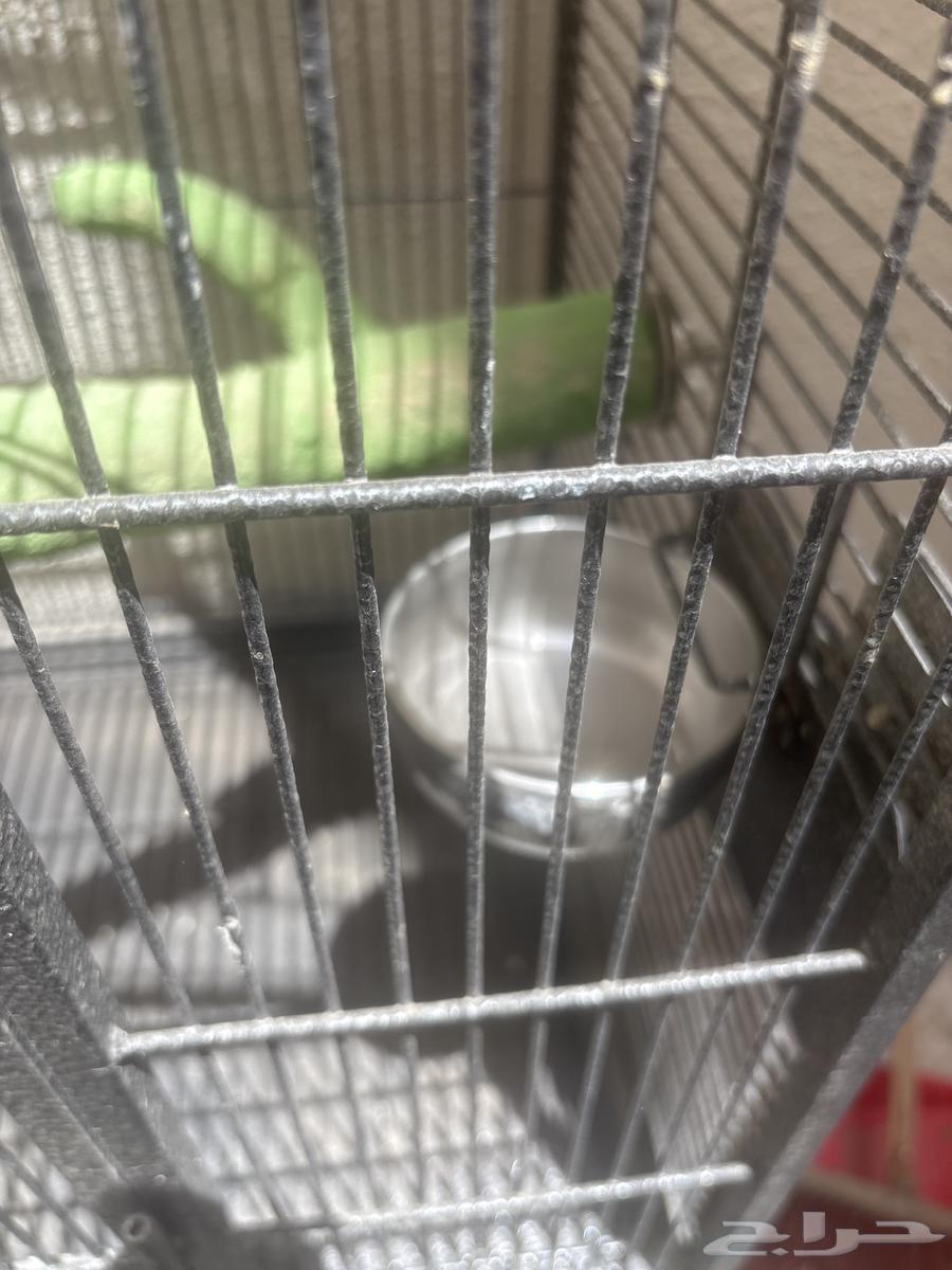 قفص ببغاء للبيع64215388037633111