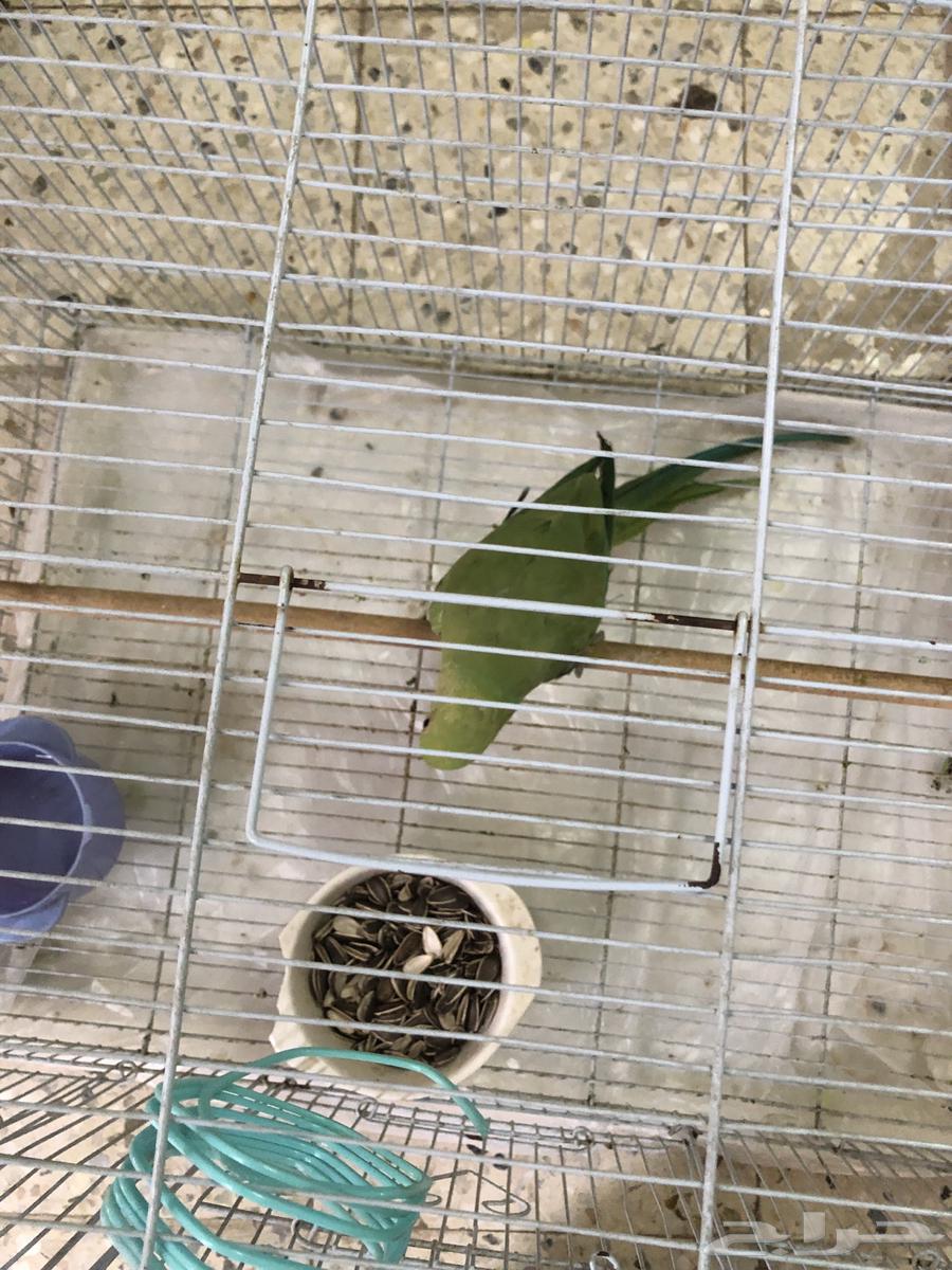 دره هندي64222136633345110