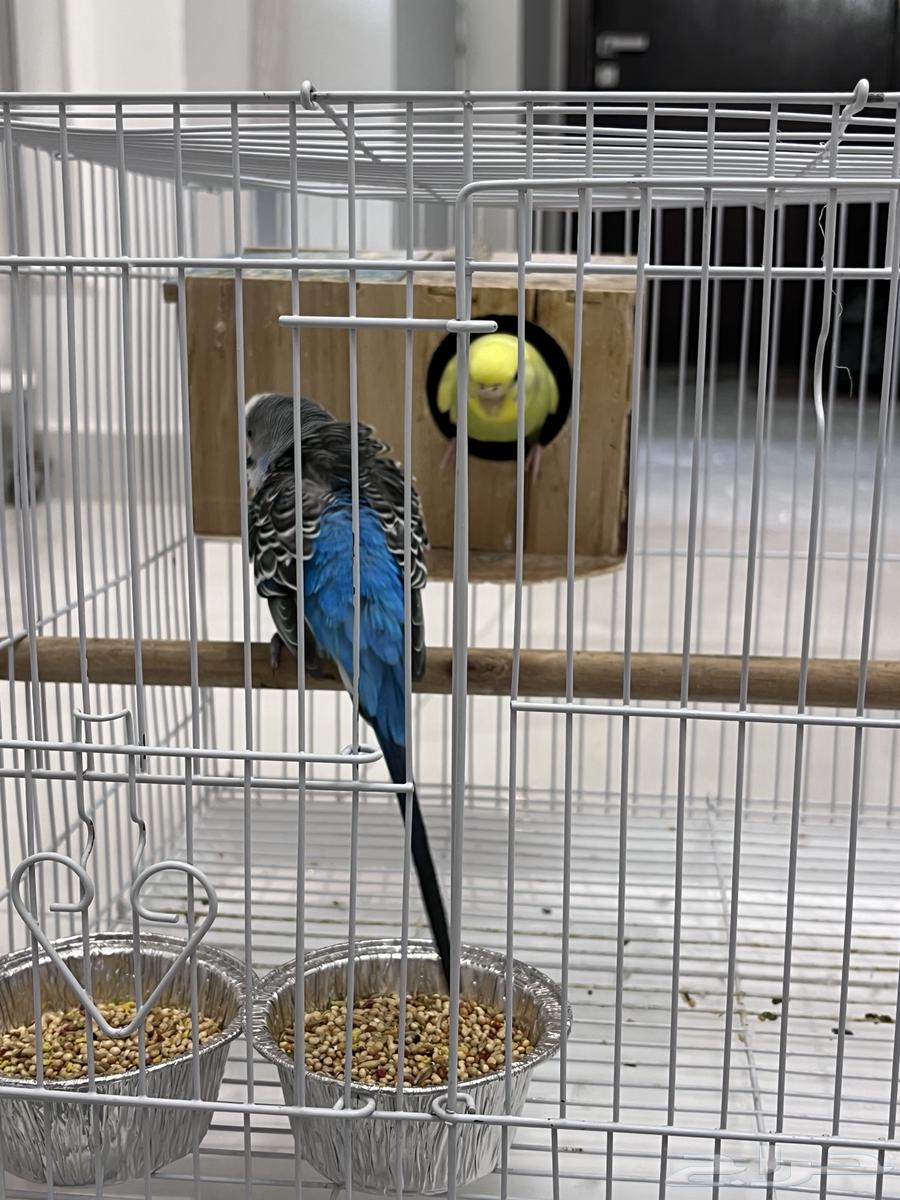 للبيع عصافير البادجي منتجين64218203217155113