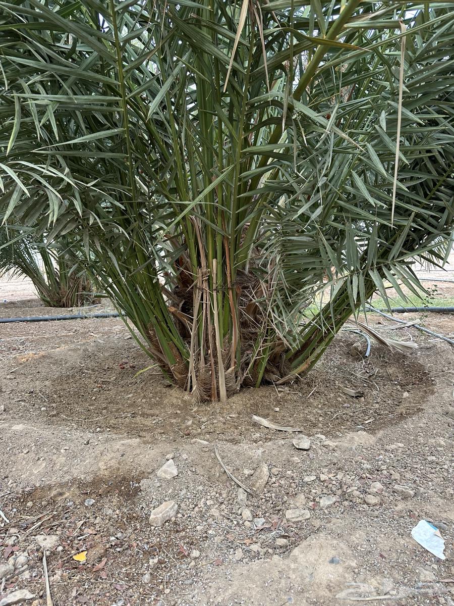 صنيه روثانه للبيع64222543780739110