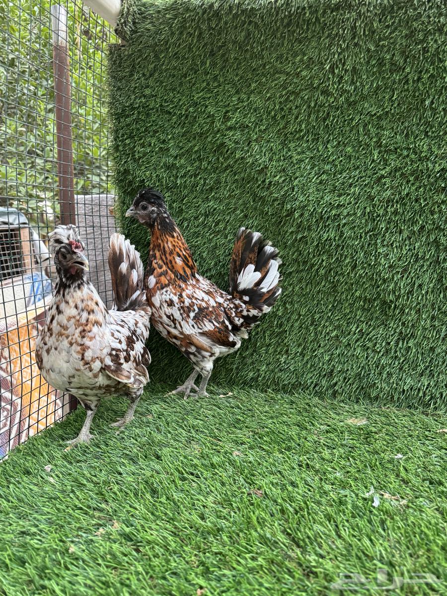 للبيع دجاج كويتي فاخر64226394895617112