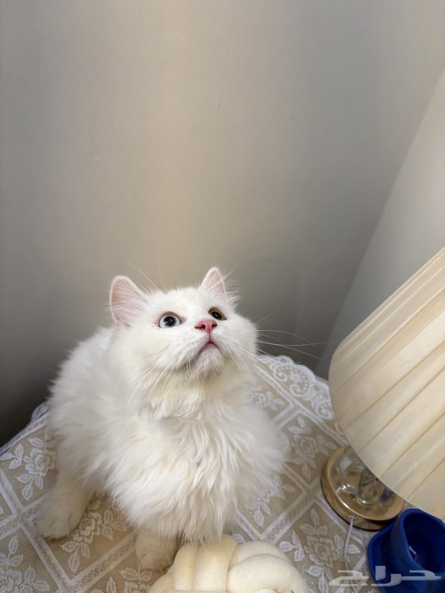 قطه انثى للبيع شيرازي انغورا64208053698819110